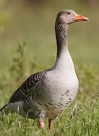 Oie cendrée. Famille des Anatidés. Ordre : Ansériformes