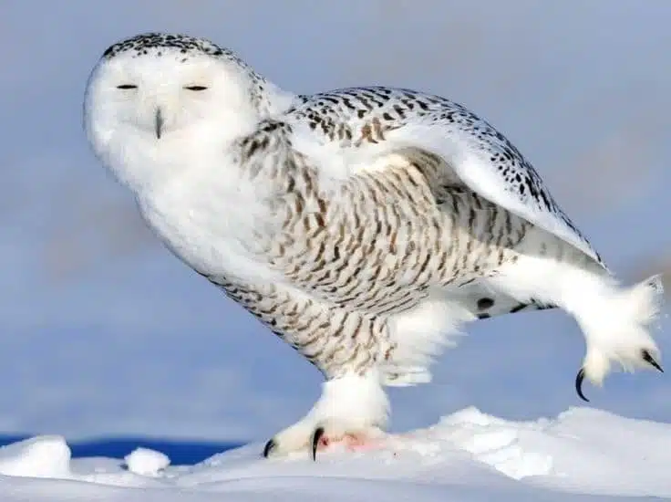Harfang des neiges