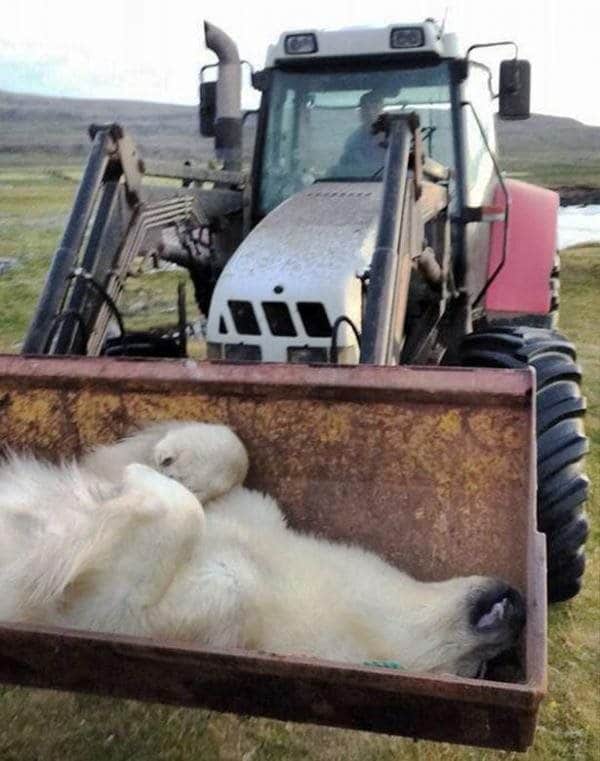 Cadadre de l'ours blanc