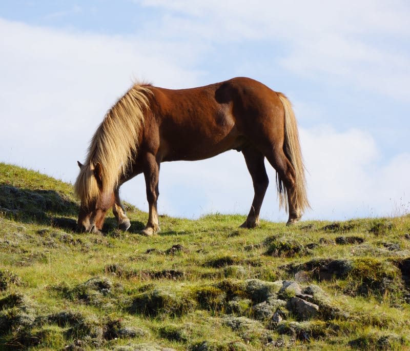 Cheval de l'est de l'Islande