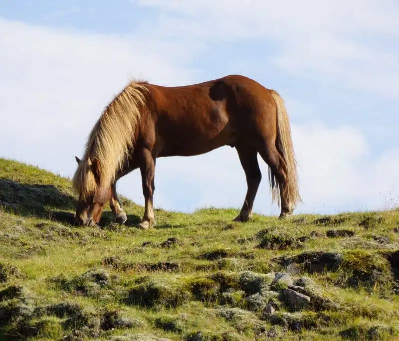 Cheval de l'est de l'Islande