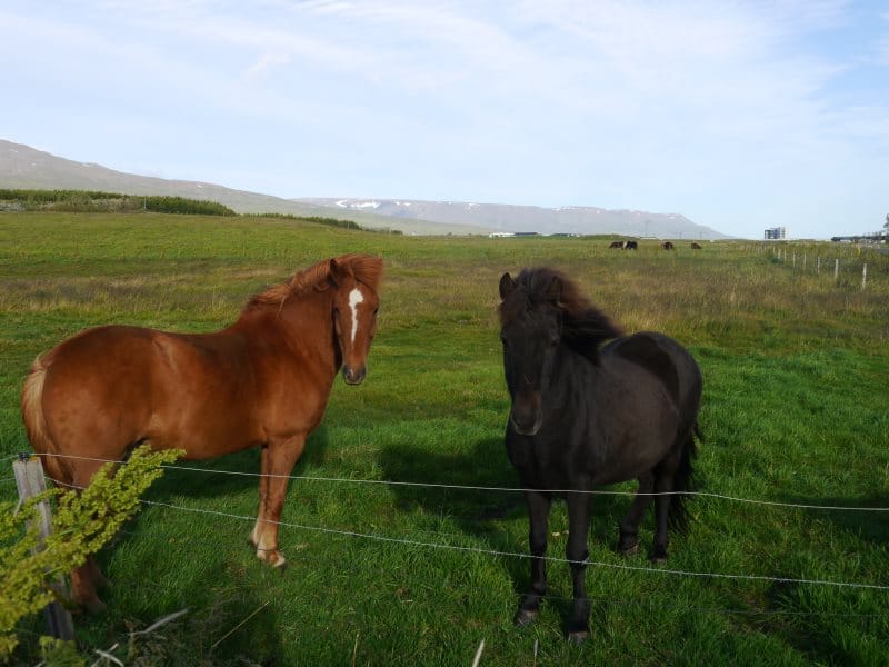 Chevaux islandais