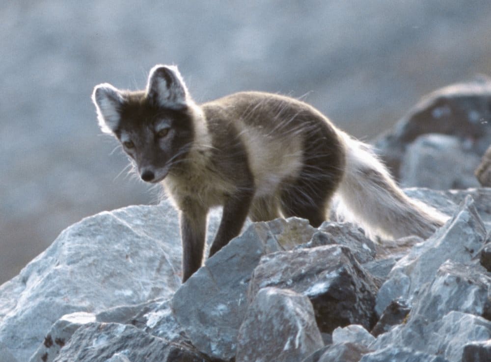 Faune Islande renard Arctique