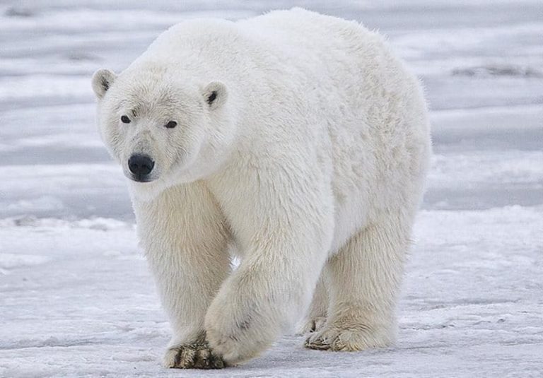 Ours blanc tué en Islande : polémique après des photos prises