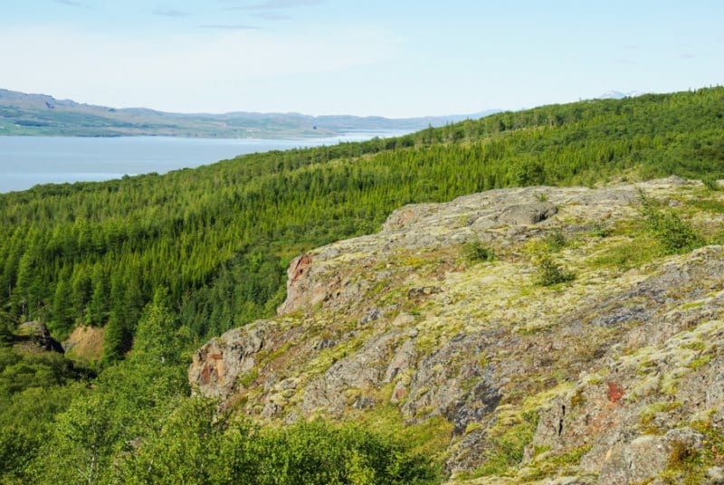 Forêt d'Hallormsstadur