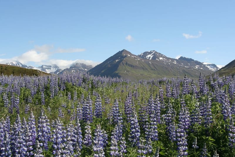 lupin d'Alaska en Islande