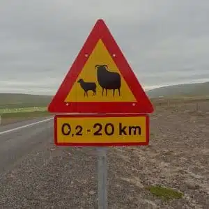Panneau Mouton islande