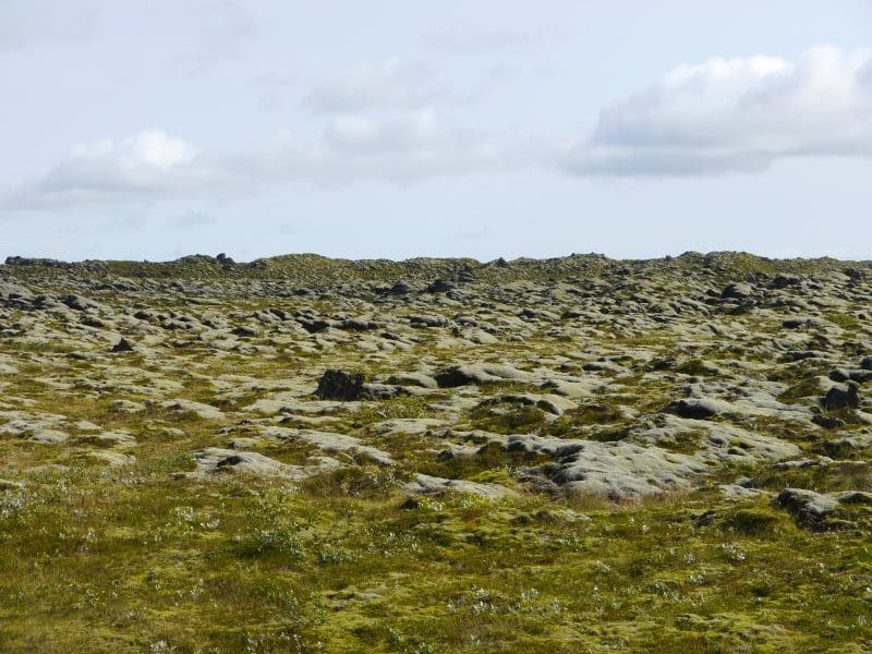 Champ de mousse Eldhraun
