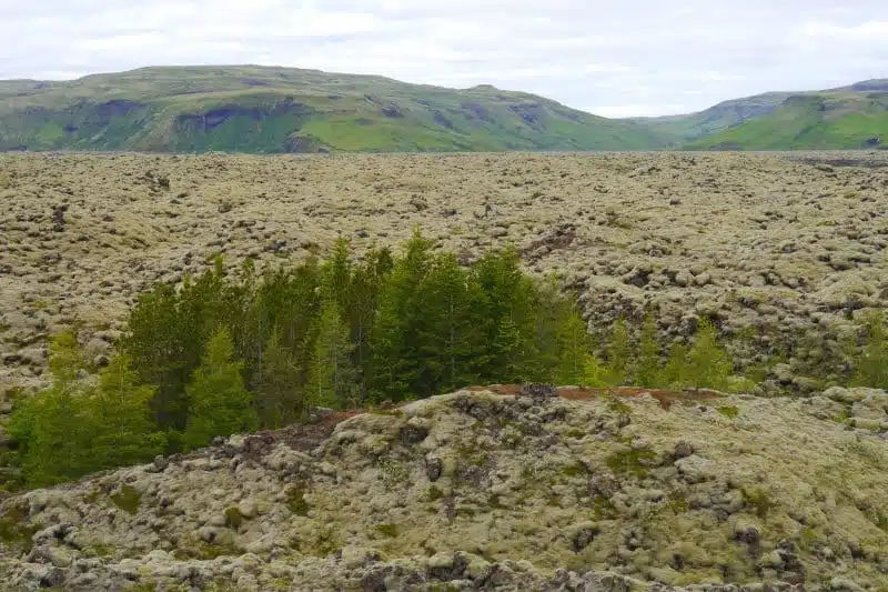 Champ de mousse de l'Eldhraun