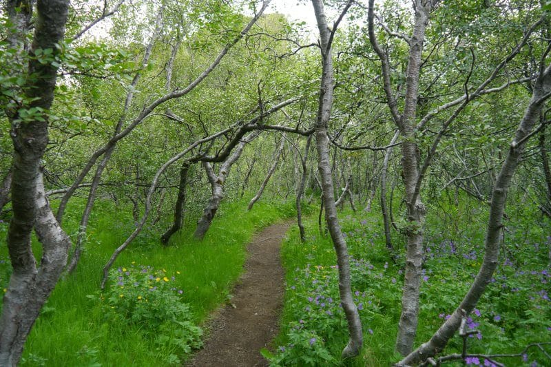 Forêt de Thorsmork Forêt de Thorsmork