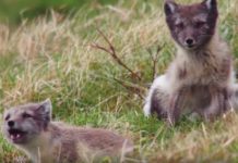 Islande – L’été des renards polaires