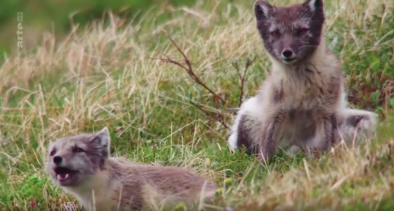 Islande – L’été des renards polaires