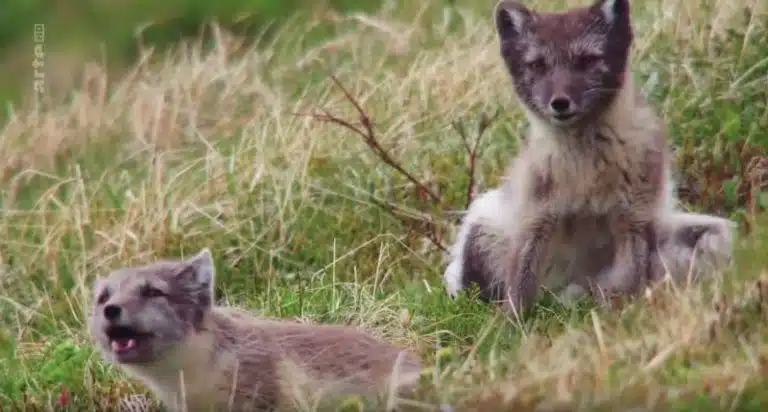 Islande – L’été des renards polaires