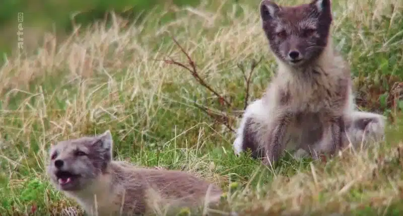 Islande – L’été des renards polaires