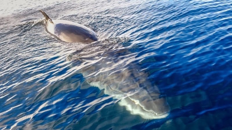 Baleine de Minke