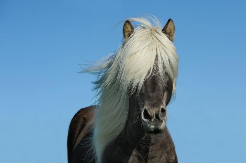 Cheval islandais noir et blanc