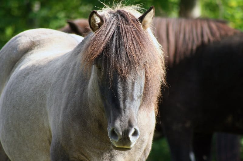 robe des chevaux islandais