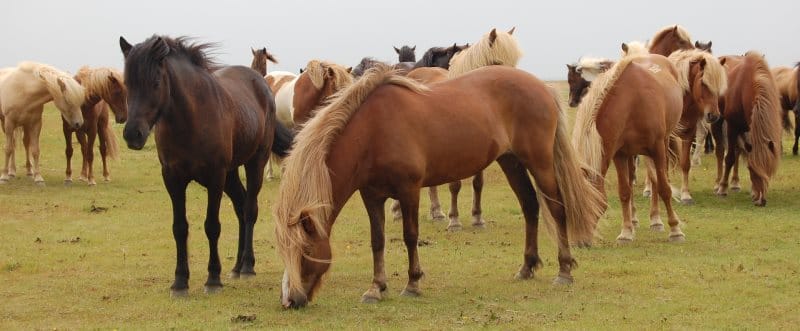 Troupeau de chevaux islandais