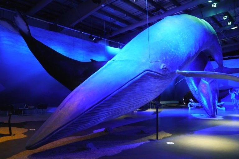 L’Islande projette d’arrêter la chasse à la baleine à partir de 2024