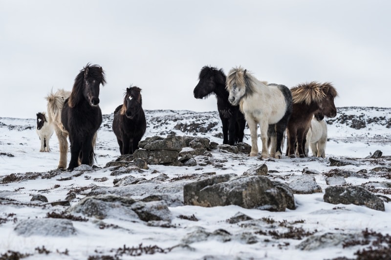 Troupeau de chevaux islandais