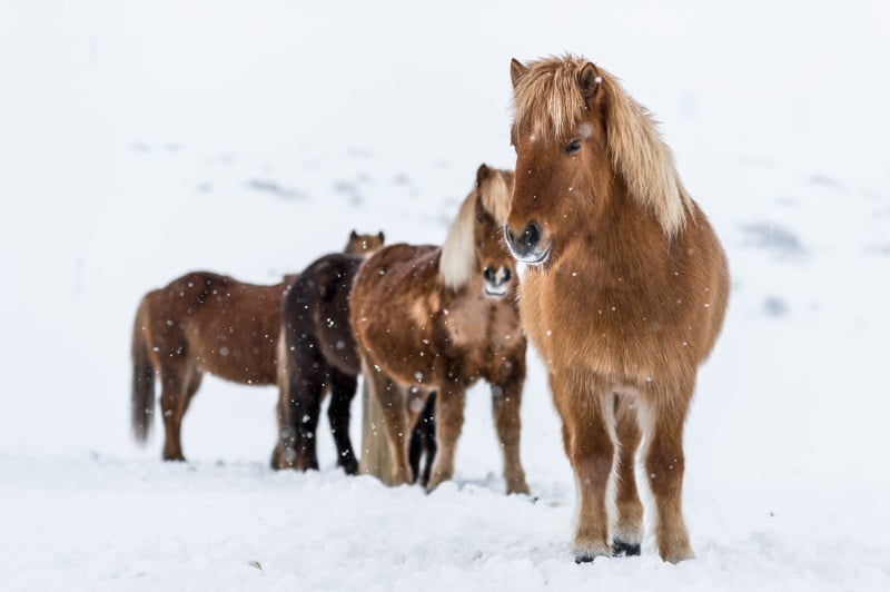 Hestur le Cheval Islandais