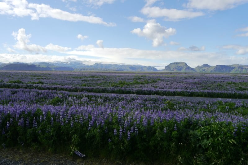 Champ de lupin à côté de Vik