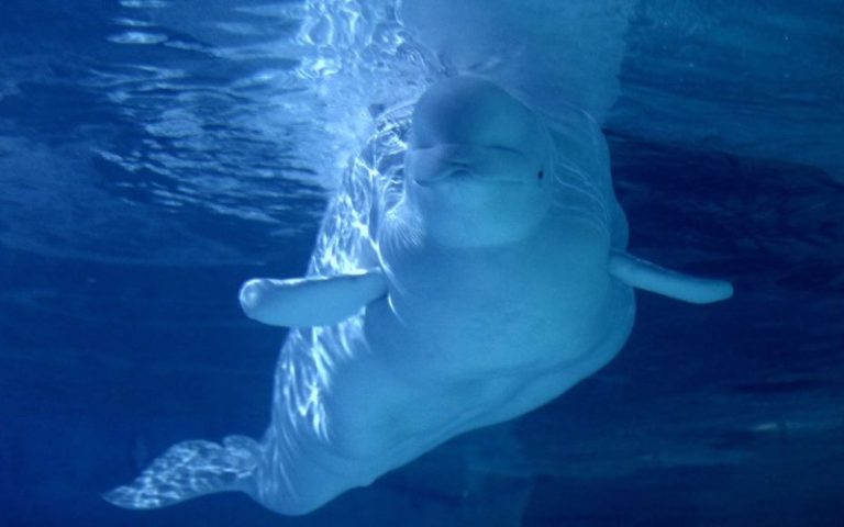 Islande : la baie de Klerrsvik accueille deux bélugas venus de Shanghai