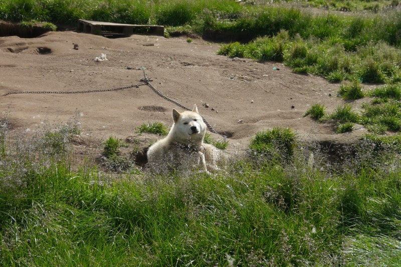 Chien de traîneau Groenland