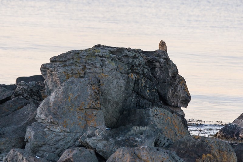 Hibou des marais