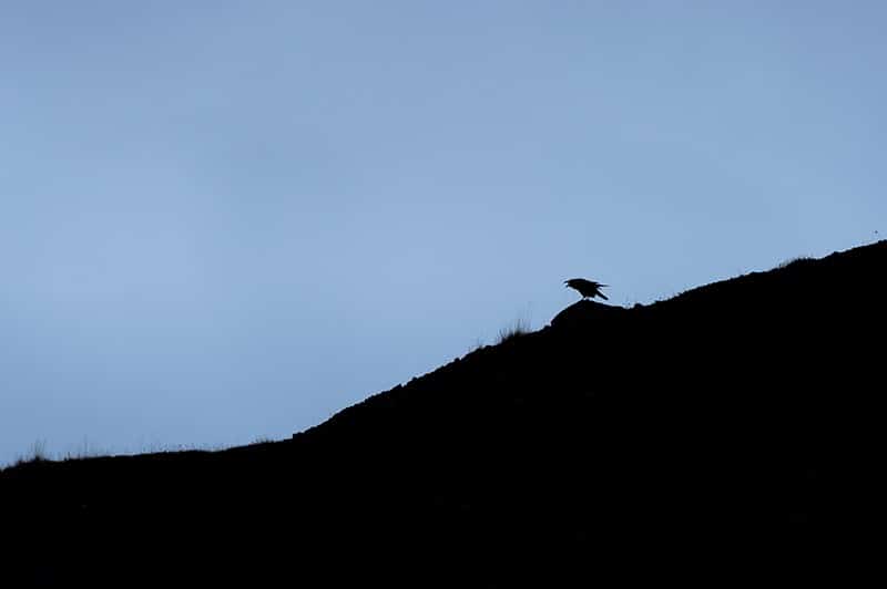 Le chant du corbeau