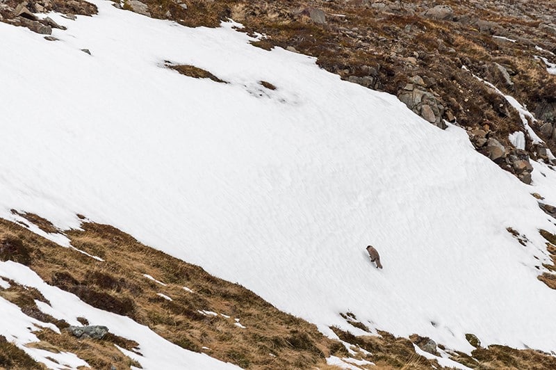 Le territoire du renard polaire