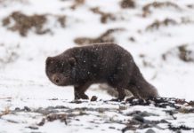 Carnet de voyage : sur les traces du renard polaire islandais Renard polaire brun sous la neige