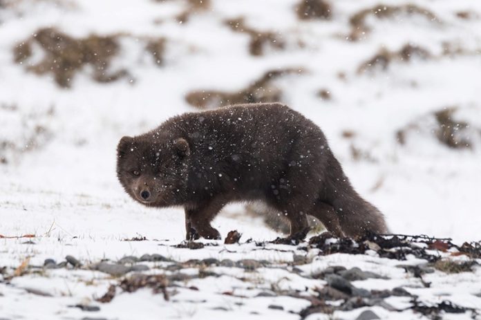 Renard polaire brun sous la neige