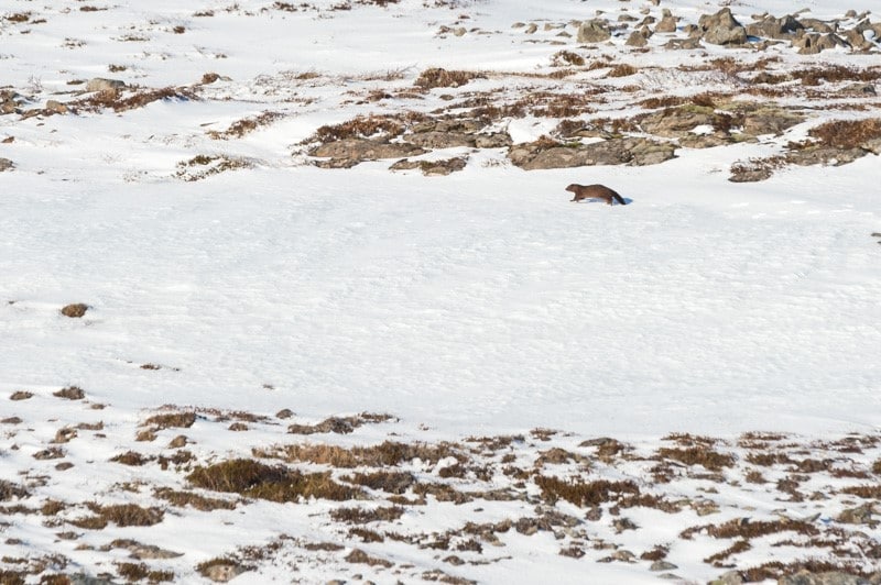 Vison d'Amérique dans la toundra