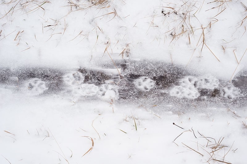 empreintes de renard polaires figés par la glace