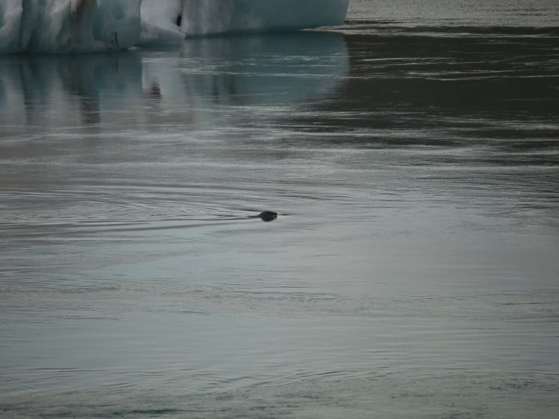 Phoque à Jokulsarlon