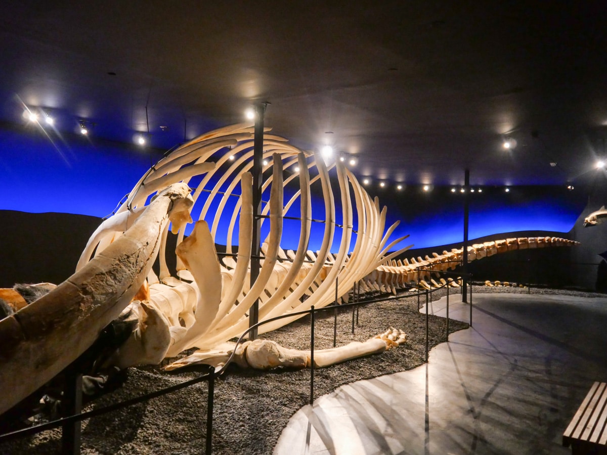 Baleine bleu d’Husavik Baleine bleu d'Husavik