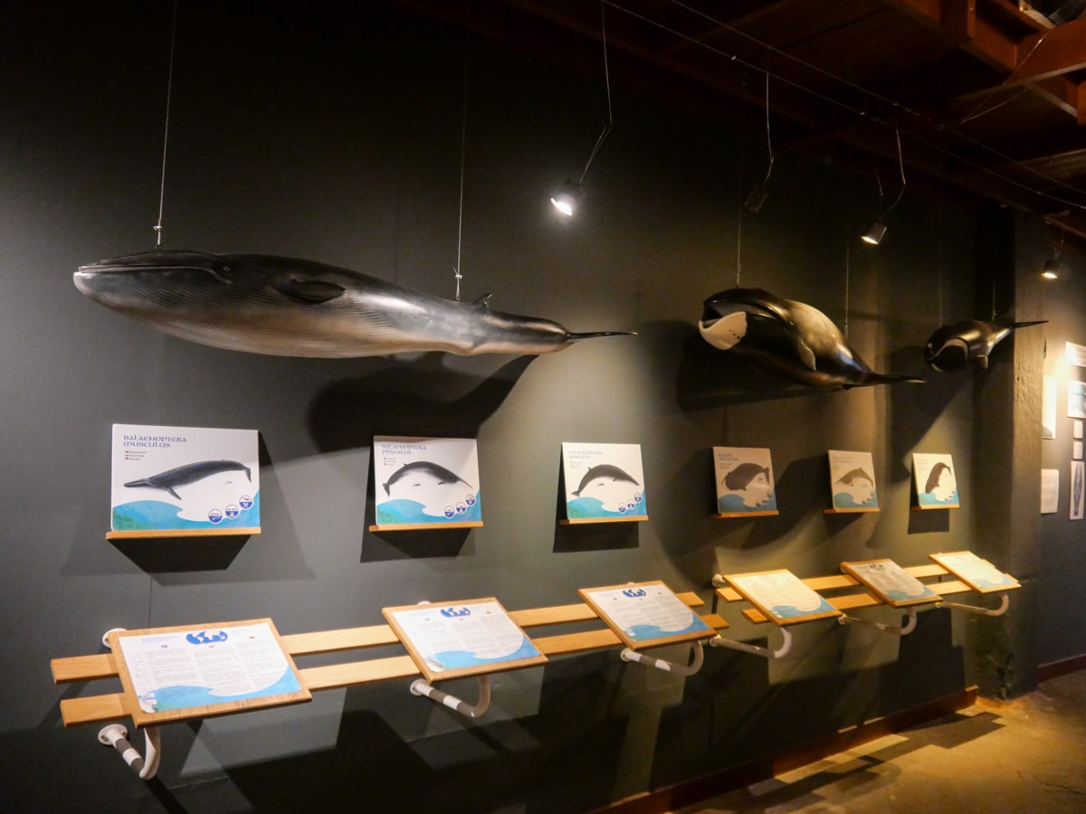 Baleine en Islande Baleine en Islande