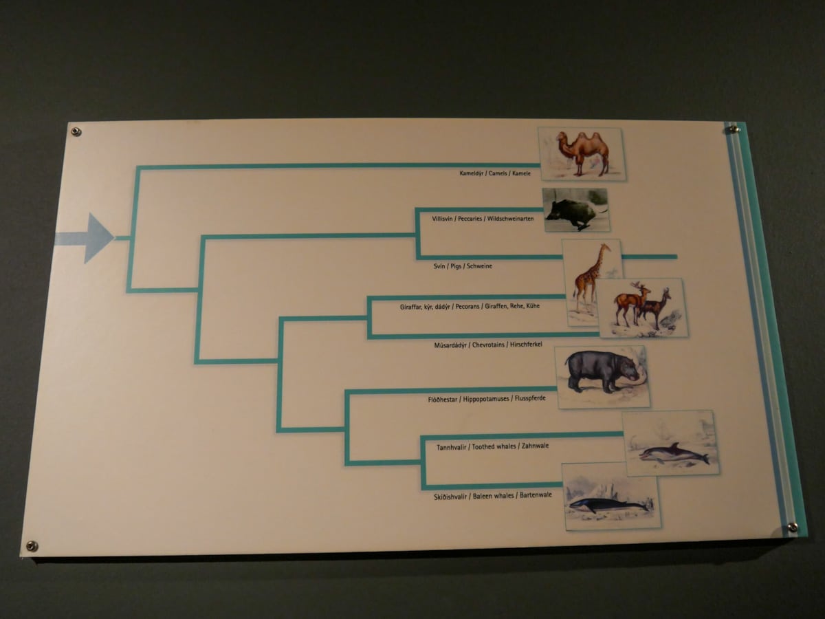 Evolution des Baleines Evolution des Baleines