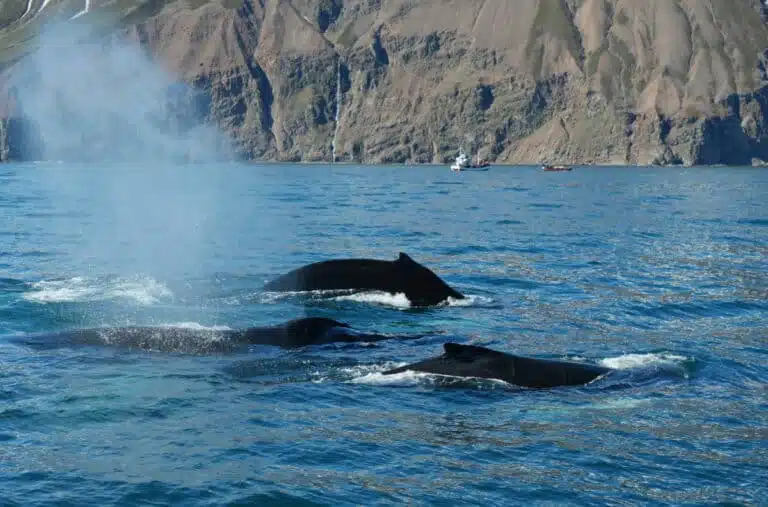 Observation des baleines