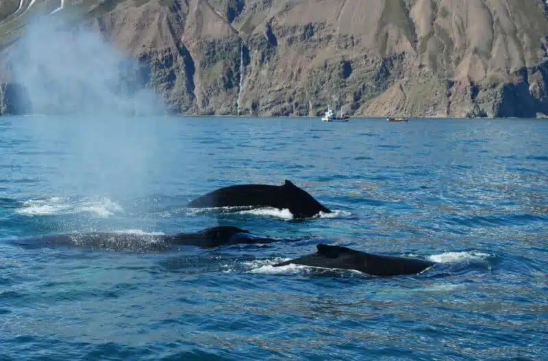 Observation des baleines