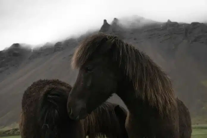 Chevaux-islandais