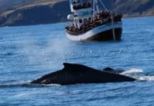 Excursion pour observer les baleines à Husavik Excursion Baleine Husavik