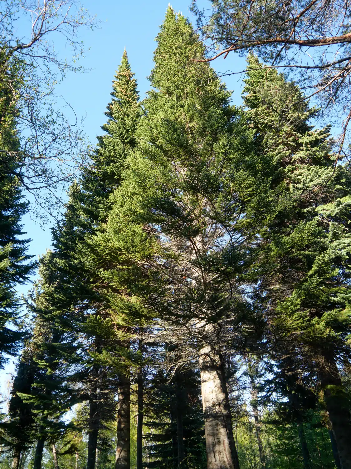 Grand arbre forêt islande Hallormsstadhur