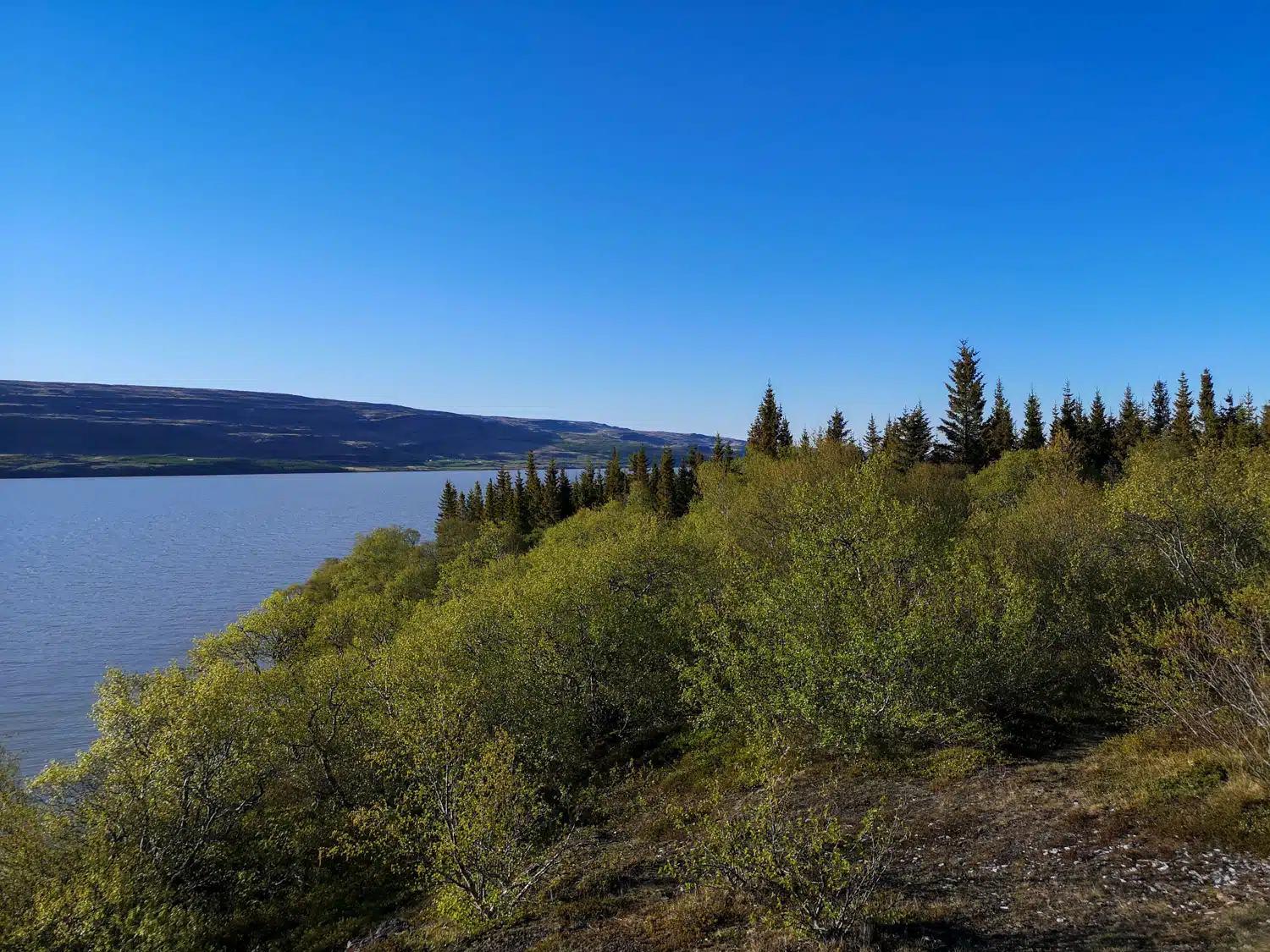 Hallormsstadhur forêt et lac