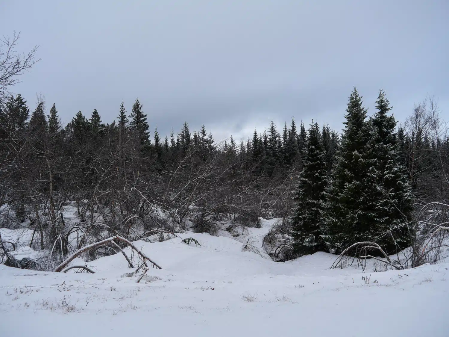 Kjarnaskogur