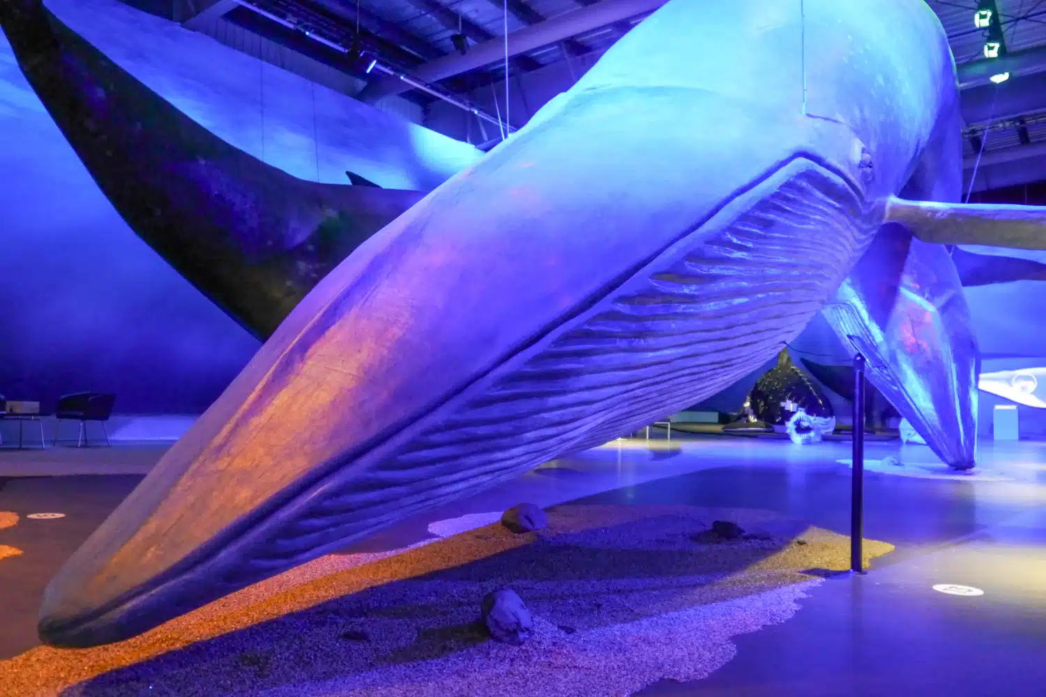 Musée des baleines baleine bleue