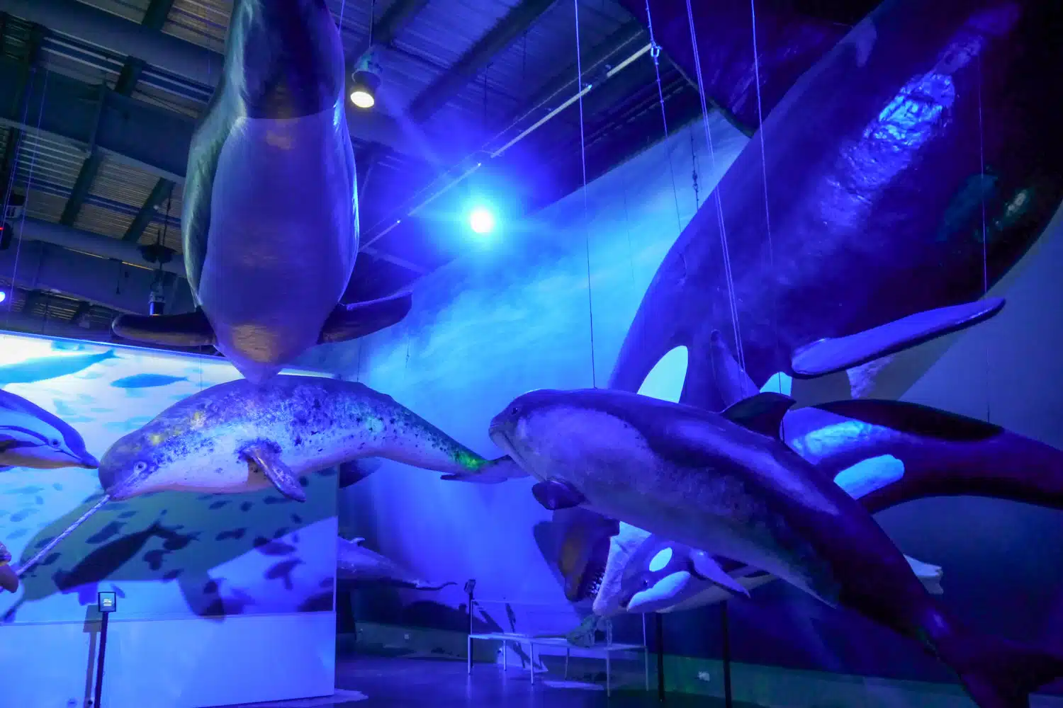 Musée des baleines dauphins et balines à dents