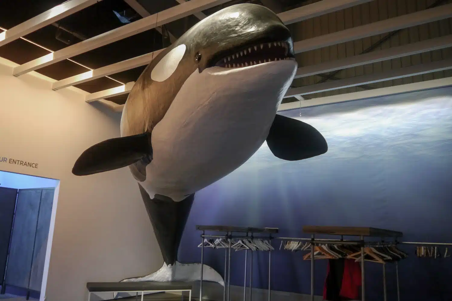 Musée des baleines orques