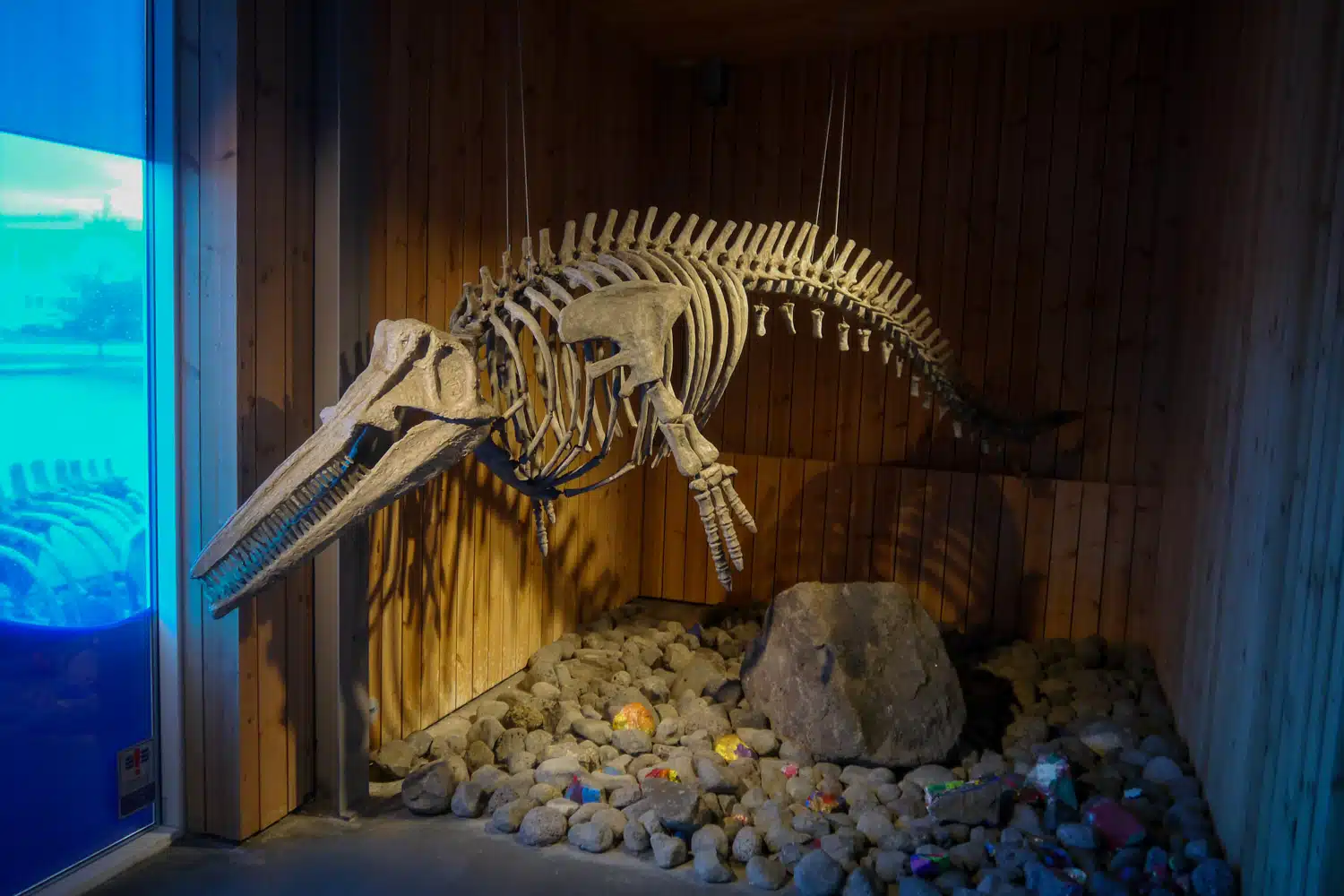 Musée des baleines squelette cétacé